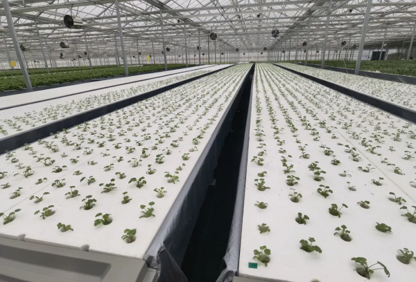 長在床上的蔬菜長啥樣?通州藏著個神奇植物工場,京東全資打造 長在床上的蔬菜長啥樣?通州藏著個神奇植物工場,京東全資打造