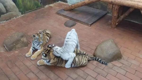 腦斧們的另一面，吃手貼貼求抱抱