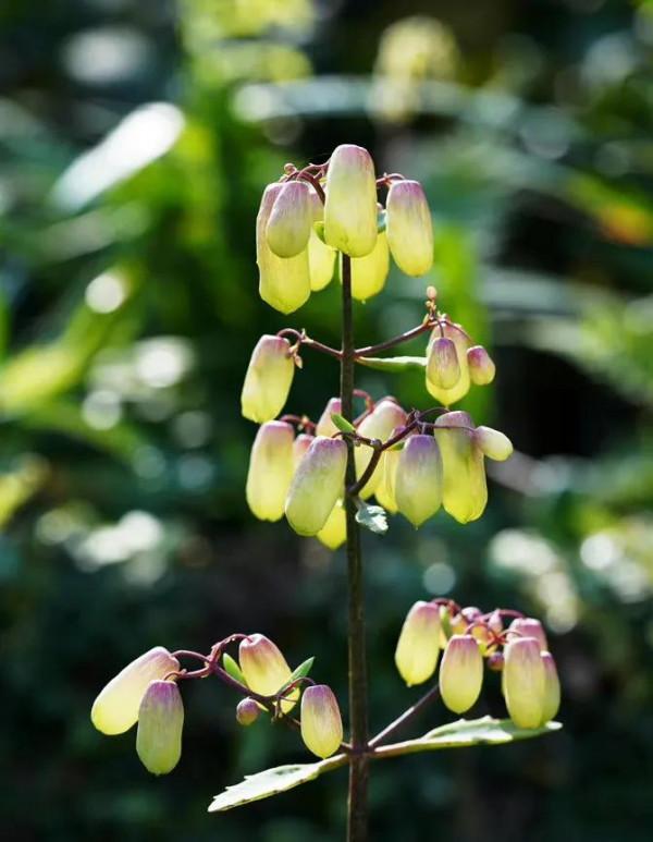 捧花的人 比花更生動,晚安 捧花的人 比花更生動,晚安