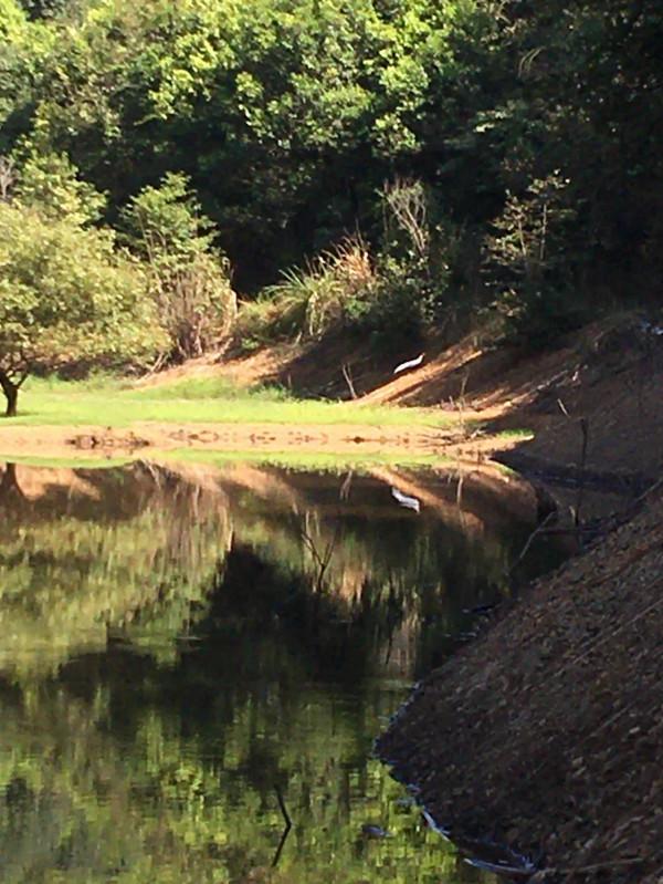 釣魚時間裡發現不認識的物種 釣魚時間裡發現不認識的物種