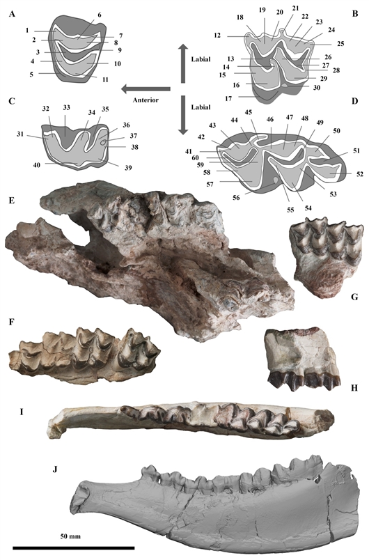 爭奪配偶的武器？角，為它們的多樣性增加提供了機遇