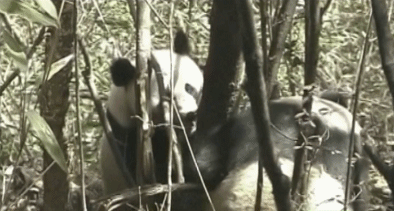 豆瓣9.5高分，北大教授與“國寶”列傳