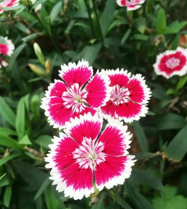 分享圖片&mdash;&mdash;漂亮的石竹花開