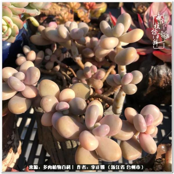 我的多肉，我的小世界