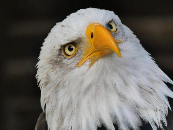 清朝中晚期,旅順有兩個捕雕的地方 清朝中晚期,旅順有兩個捕雕的地方