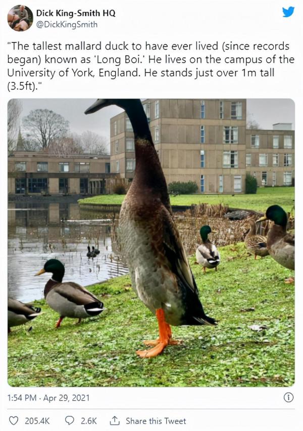 “惹不起”的鴨子，大學裡的網紅