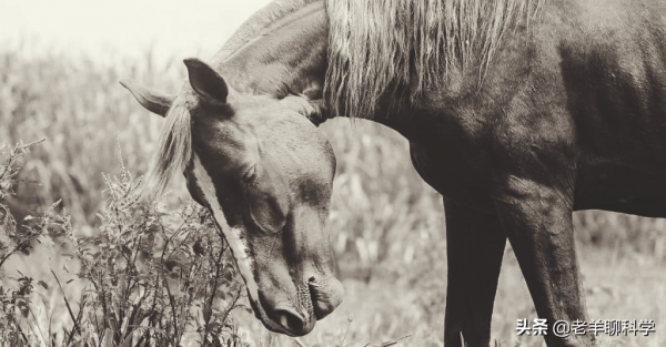 金皮樹葉有多毒?有人用它擦屁股後自殺,英國卻想研製生化武器 金皮樹葉有多毒?有人用它擦屁股後自殺,英國卻想研製生化武器