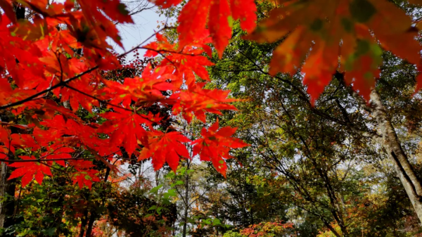 這個十月， 敦化寒蔥嶺許你一個浪漫的秋季