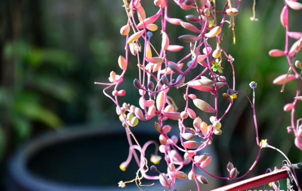人養花,花亦養人!10種小盆栽,晚上不爭氧,適合養臥室 人養花,花亦養人!10種小盆栽,晚上不爭氧,適合養臥室