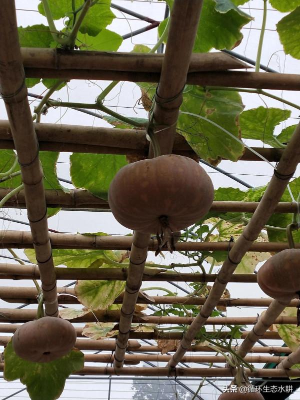 接地氣的小微型家庭農場