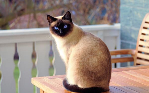 姓氏冷知識，“虎”也可以讀作“貓”