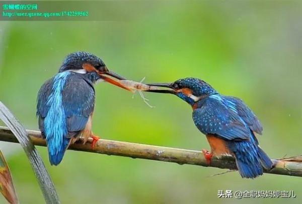 分享——比翼鳥