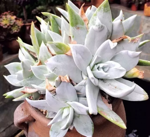 4年時間，靠一腔熱誠打造多肉花園