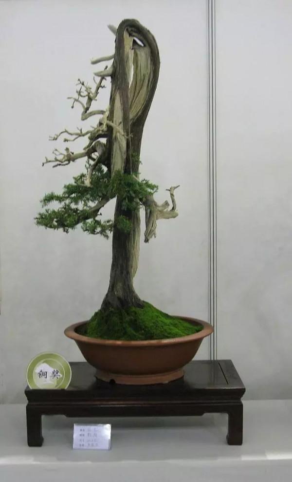 百年寺院道觀種的“七賢”,原來是這7種花,家裡養一盆好運連連 百年寺院道觀種的“七賢”,原來是這7種花,家裡養一盆好運連連