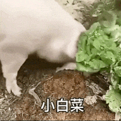 一組超好看的名偵探柯南桌布和可愛的表情包