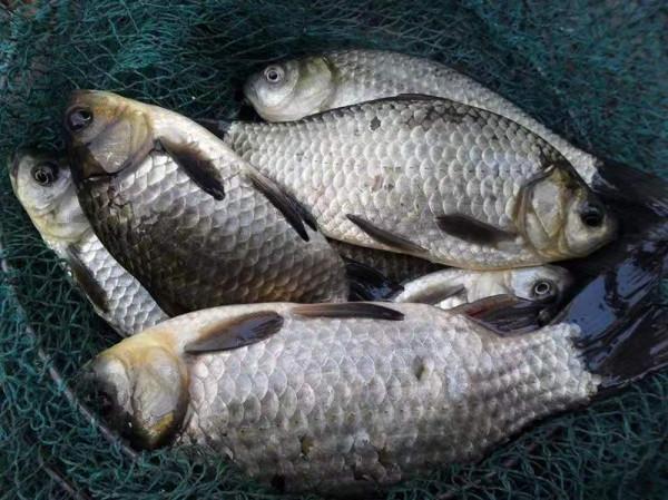 冬季釣魚技巧—冬季適合垂釣的魚類大盤點