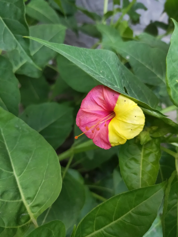 是你的要求破壞了孩子的作文 是你的要求破壞了孩子的作文