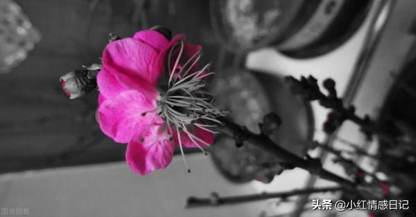 散文：儘管半生已風雨，我們依然要做一棵樹