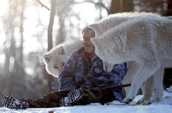 1977年，老人救回受傷狐狸，眾狐狸每天來家探望，還送慰問品