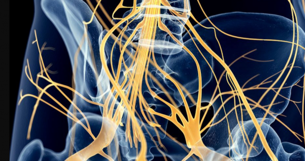 “反向進化”吃掉自己大腦，想變植物卻成食物的動物，不走尋常路