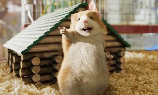 民間說的五大家仙“狐黃白柳灰”狐仙是狐狸,剩下4個又是什麼? 民間說的五大家仙“狐黃白柳灰”狐仙是狐狸,剩下4個又是什麼?