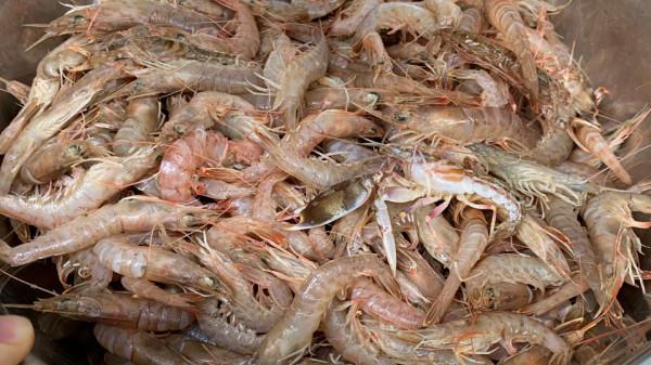 冬天進補，牛肉羊肉都不如蝦，10元一斤，營養全面，比吃肉都香