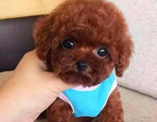 泰迪狗多大開始可以訓練？收藏好這4個訓練秘籍，能讓你很快馴服