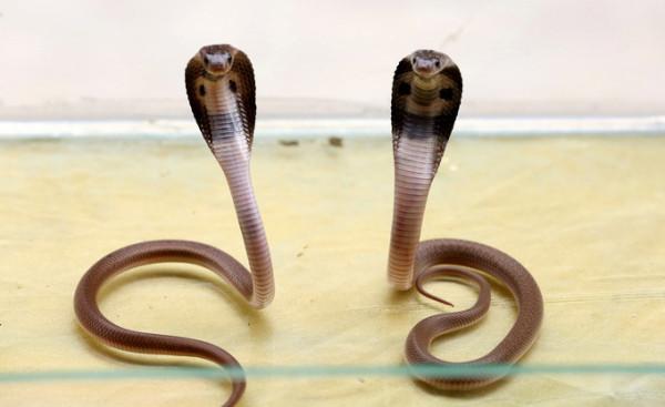 印度男子放眼鏡蛇咬死有錢妻子！檢方：“極其罕見”