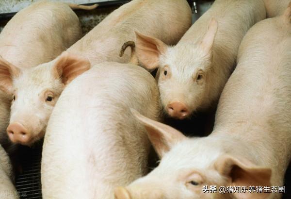 半年前該賣的豬,壓欄熬到現在簡單的算一下賬 半年前該賣的豬,壓欄熬到現在簡單的算一下賬