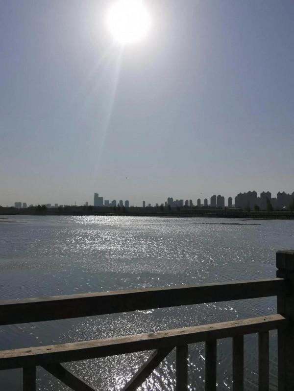 生活在溼地的鷸鳥