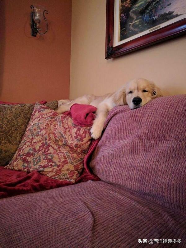 狗學貓樣,有些狗,養著養著就成了貓 狗學貓樣,有些狗,養著養著就成了貓