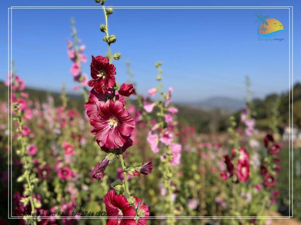 泰國的雲海仙境&mdash;&mdash;考柯