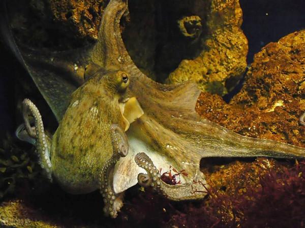 動物的防禦能力有多強？看完不得不讓我們感到驚訝