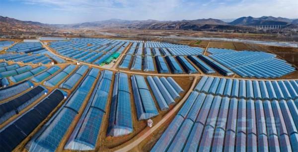 香菇之都“香菇王”——探訪河南省盧氏縣香菇產業創新引領人葉傳林 香菇之都“香菇王”——探訪河南省盧氏縣香菇產業創新引領人葉傳林