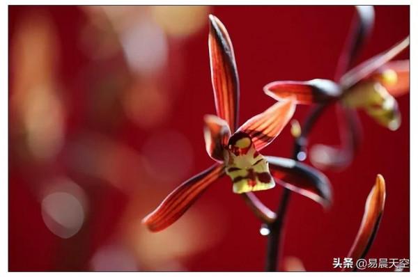 蘭花如何澆水?一年四季澆水要點分享 蘭花如何澆水?一年四季澆水要點分享