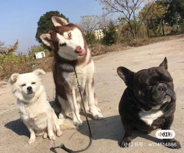 狗狗看了想暗殺主人的照片（閱後即焚）