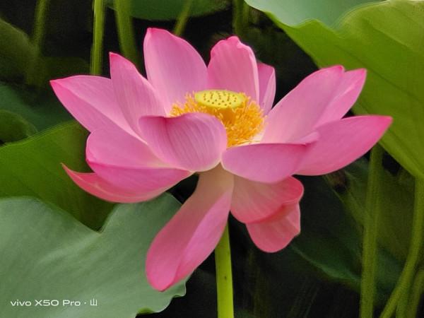 一路走來一路拍，只是想把美景分享給朋友們