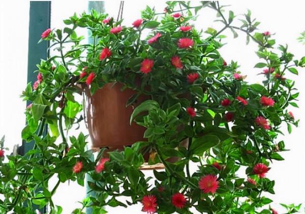 客廳養上“3種花”,做好這幾點不久變成“大花房”,芳香更宜人 客廳養上“3種花”,做好這幾點不久變成“大花房”,芳香更宜人