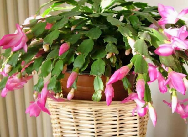 5種耐旱花，最怕亂澆水，千萬要管住手