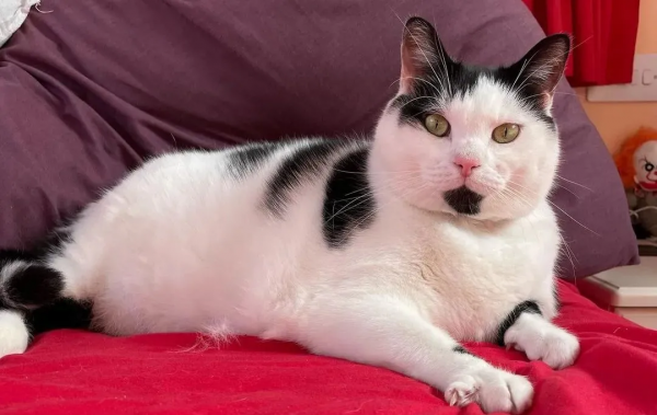 從營養不良的病貓,到長成“肥牛”,中間只差一位愛它的鏟屎官 從營養不良的病貓,到長成“肥牛”,中間只差一位愛它的鏟屎官