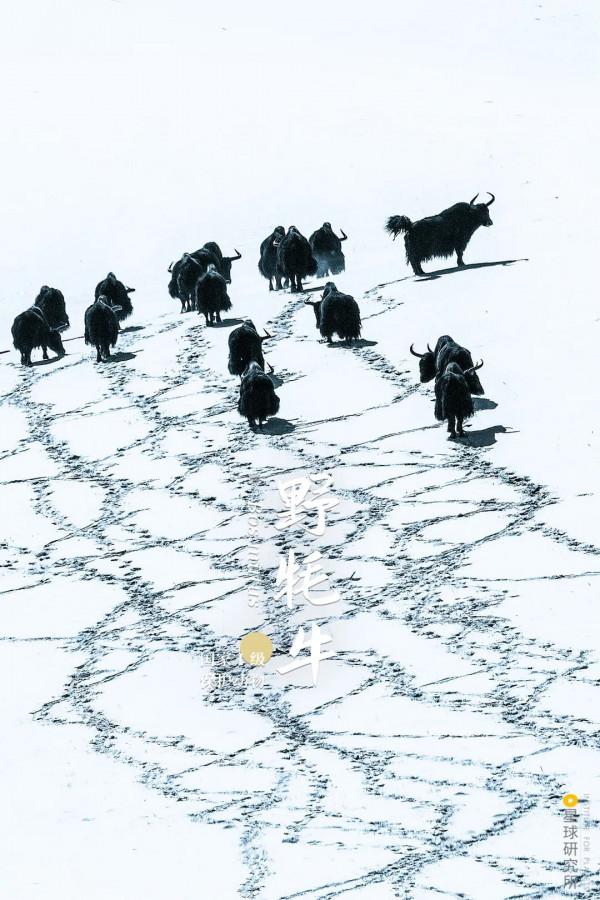 出發！看中國五大國家公園