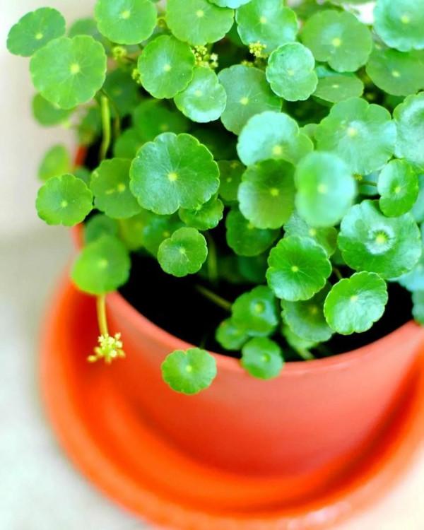 特別喜歡水分的7種盆栽綠植,養護時要給足水 特別喜歡水分的7種盆栽綠植,養護時要給足水