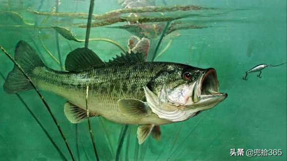 廣東一男子在東江野釣遇大貨，20多斤重嘴巴拳頭大，網友：罕見