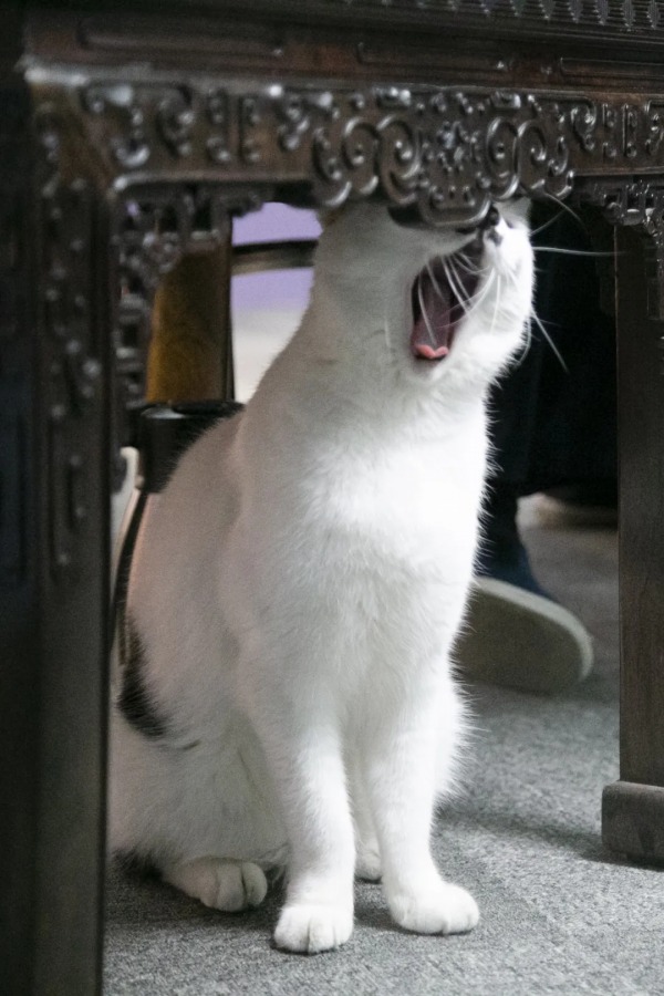 大貓星王情聖的工作日常