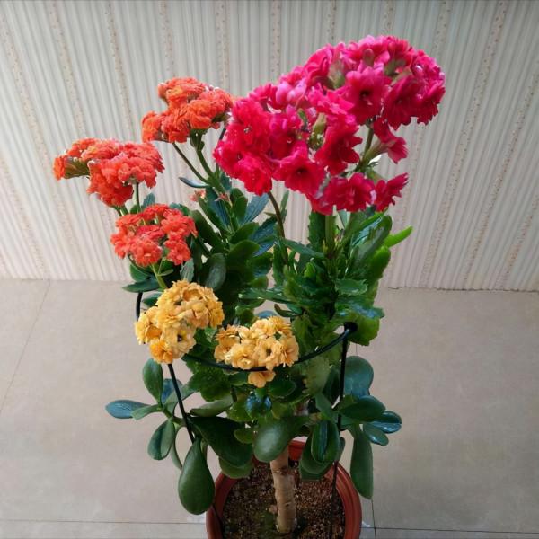 “家裡有棵樹，代代都富有”！室內養樹，建議從這9種裡面選