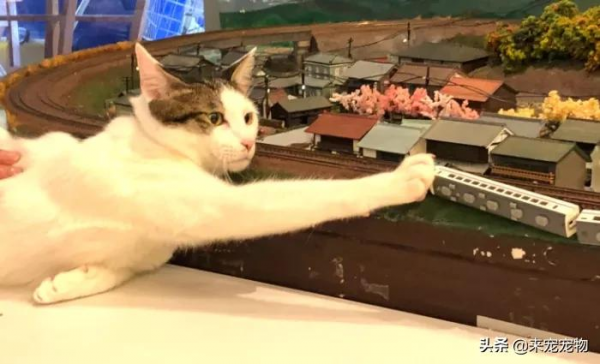 日本某網紅餐廳驚現巨型貓,網友:這麼大的貓是真實存在的嗎? 日本某網紅餐廳驚現巨型貓,網友:這麼大的貓是真實存在的嗎?