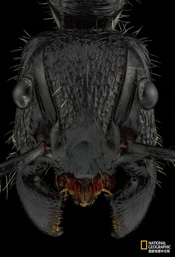 一年只發一次，2021年度最佳野生動物攝影