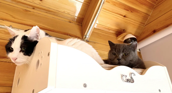 辛丑年末的冬天，是寶藍色