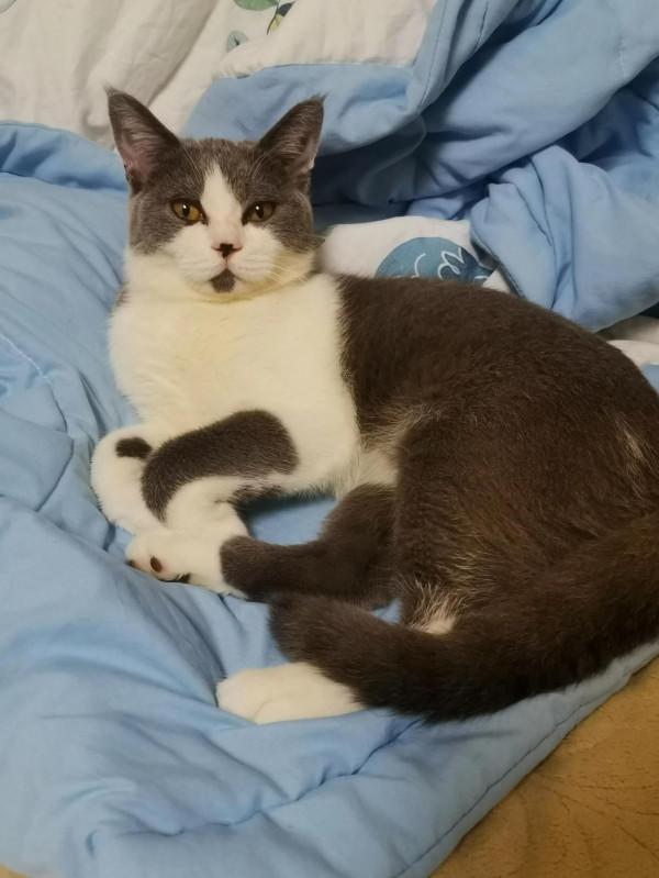 看看撿來的貓咪，來我家已經兩個月了