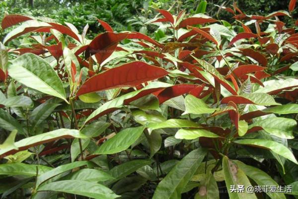 認識10種漂亮的“有毒花”，漲見識，避免傷害